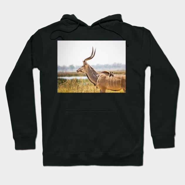 Greater kudu (Tragelaphus strepsiceros) with oxpeckers Hoodie by GrahamPrentice